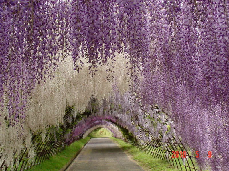 tunel_glicinias_kawachi_fuji_03.jpg