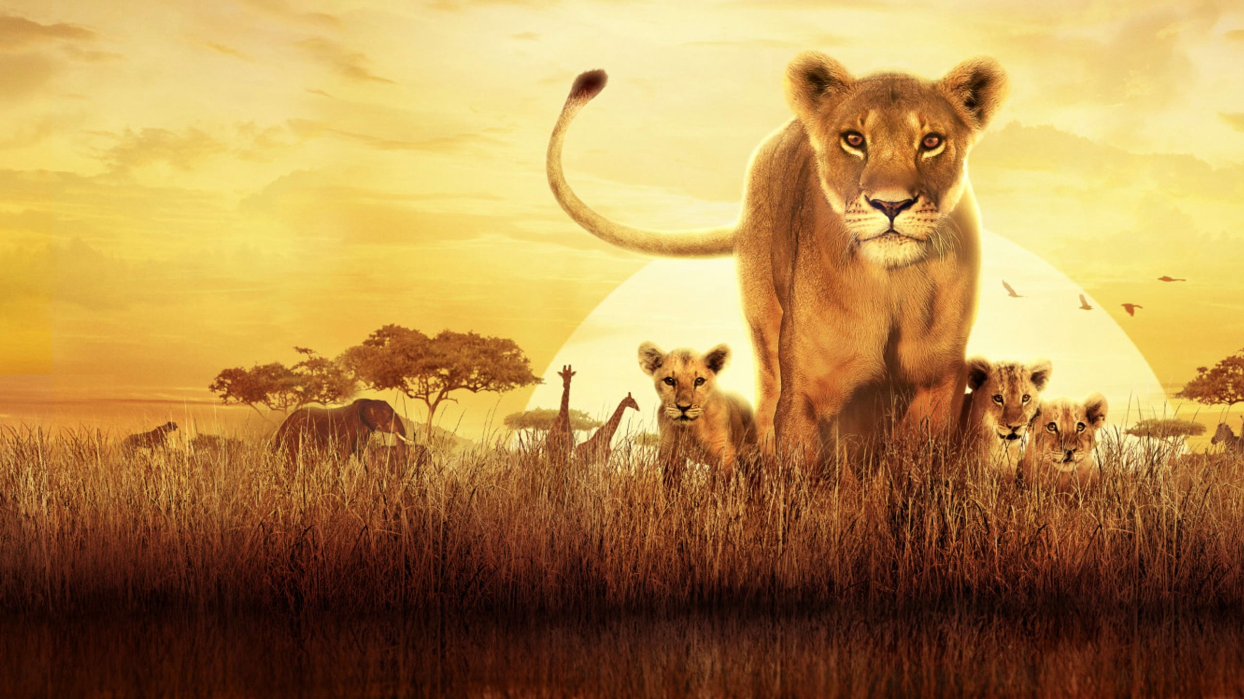 serengeti-poster.jpg