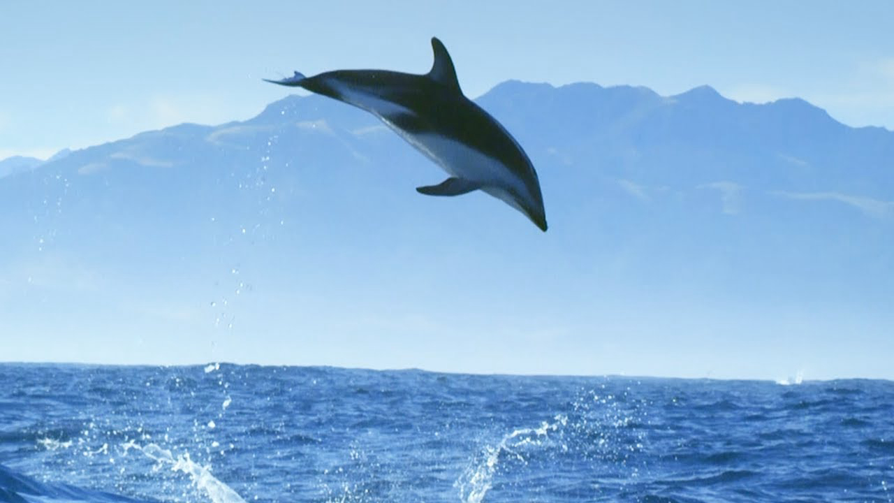 diving-with-dolphins-poster.jpg