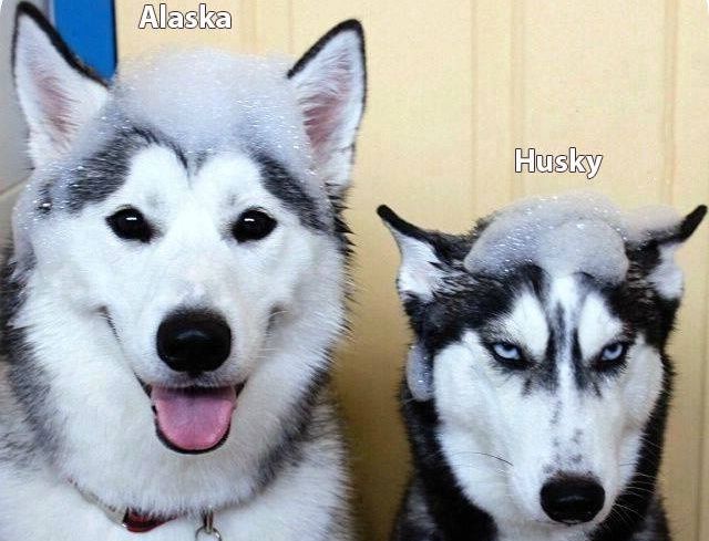 husky-alaska.jpg