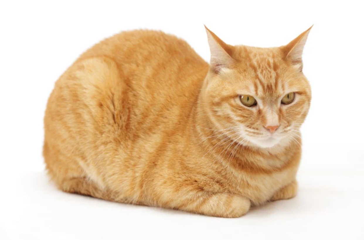 cat-loaf.png