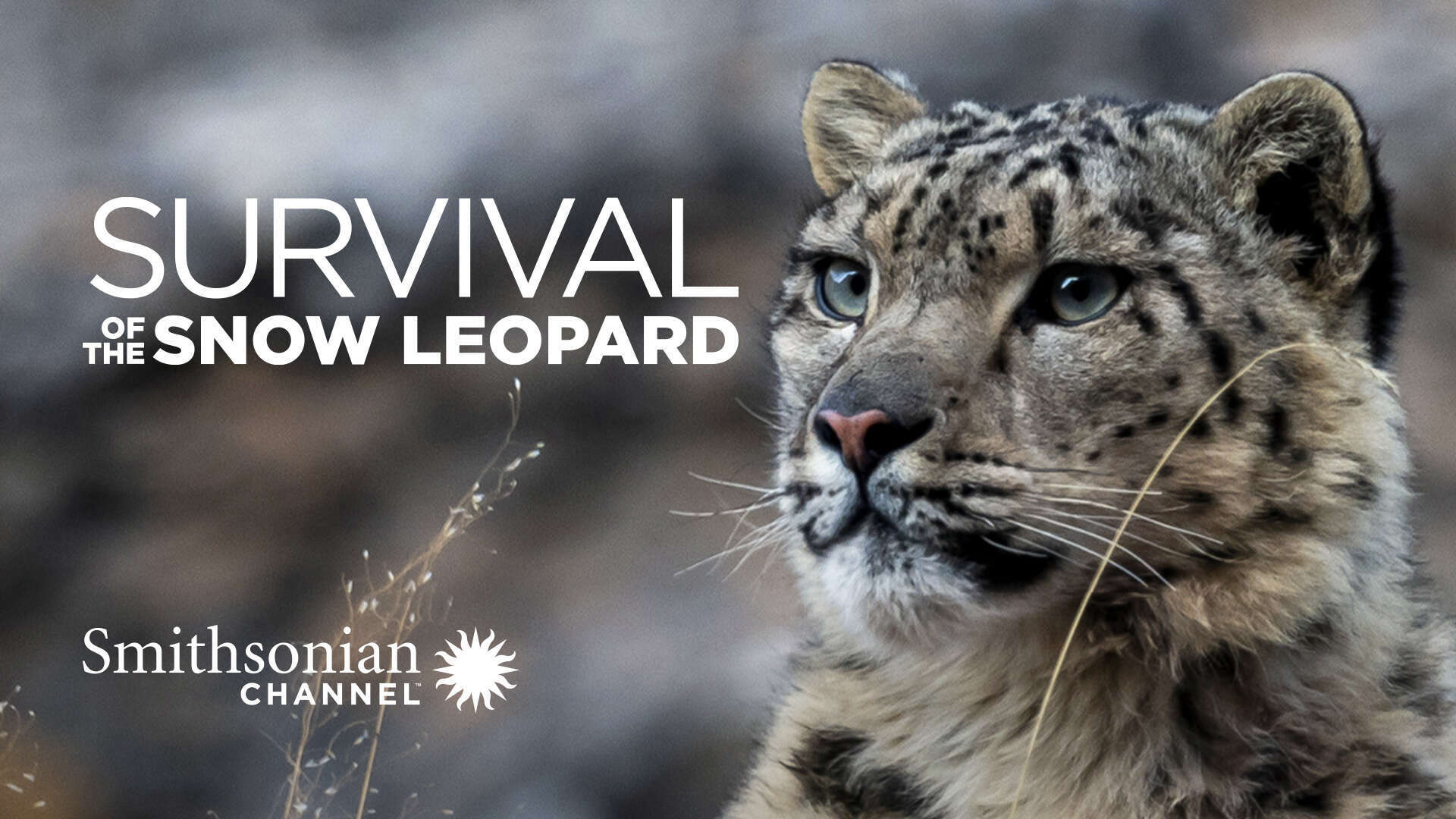 survival-of-the-snow-leopard-poster.jpg