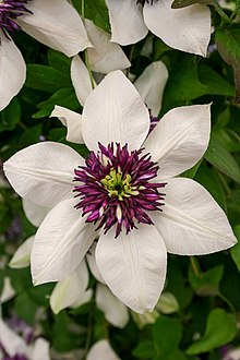 clematis_florida-1.jpg