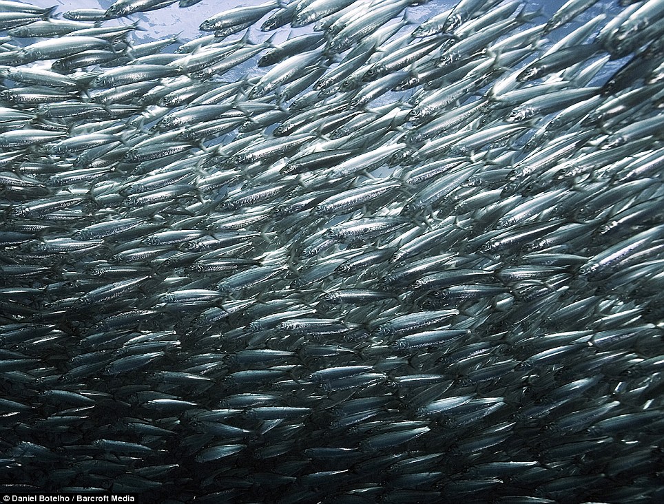 sardine-run.jpg