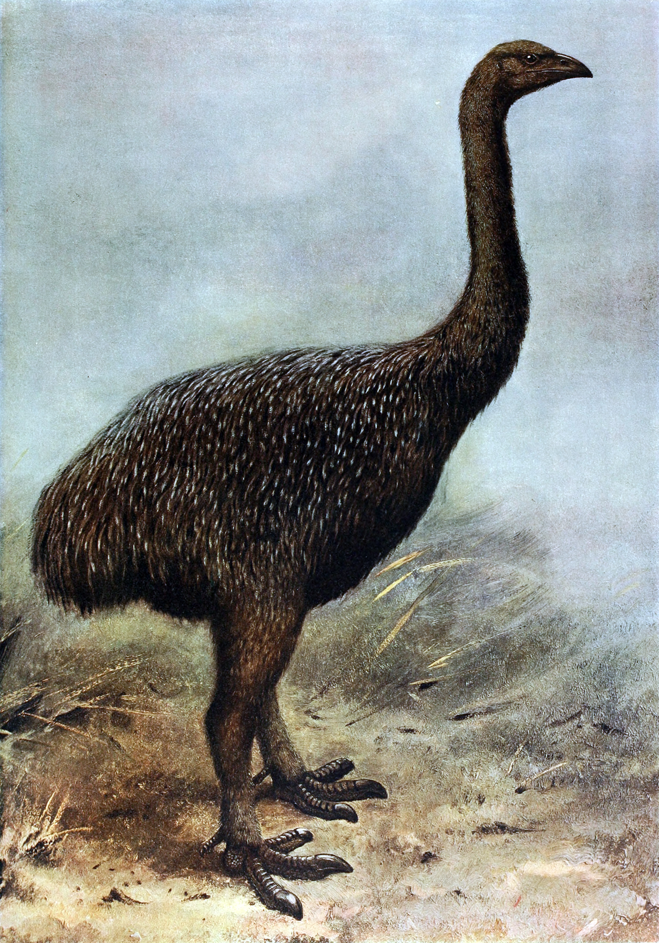 extinct-giant-moa-megalapteryx-didinus.jpg